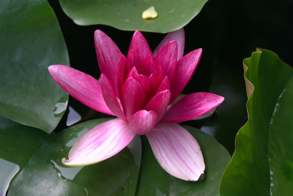water-lily-1567807_960_720